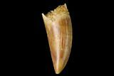 Serrated, Raptor Tooth - Real Dinosaur Tooth #159984-1